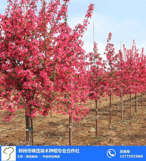 錦茂苗木(圖)_四季秋海棠_海棠