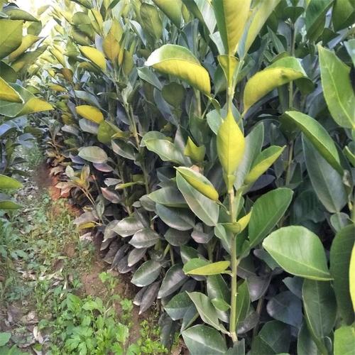 果樹苗木果苗批發早香柚苗橙紅皇柚樹苗柚子樹苗汁多味濃甜