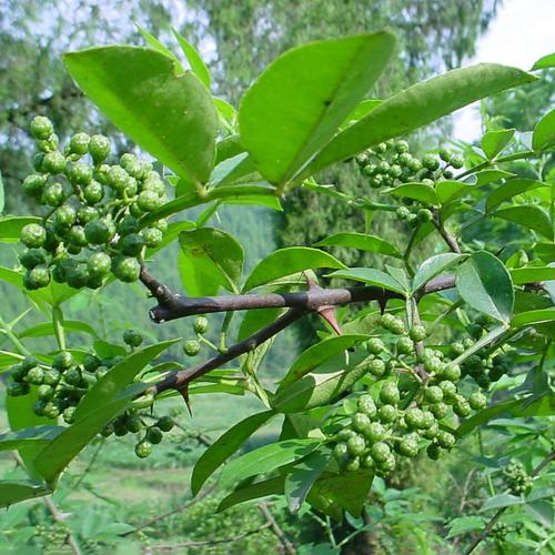 花椒樹苗木大紅袍花椒樹種子麻椒樹苗花椒苗花椒盆景綠植盆栽花卉_7折