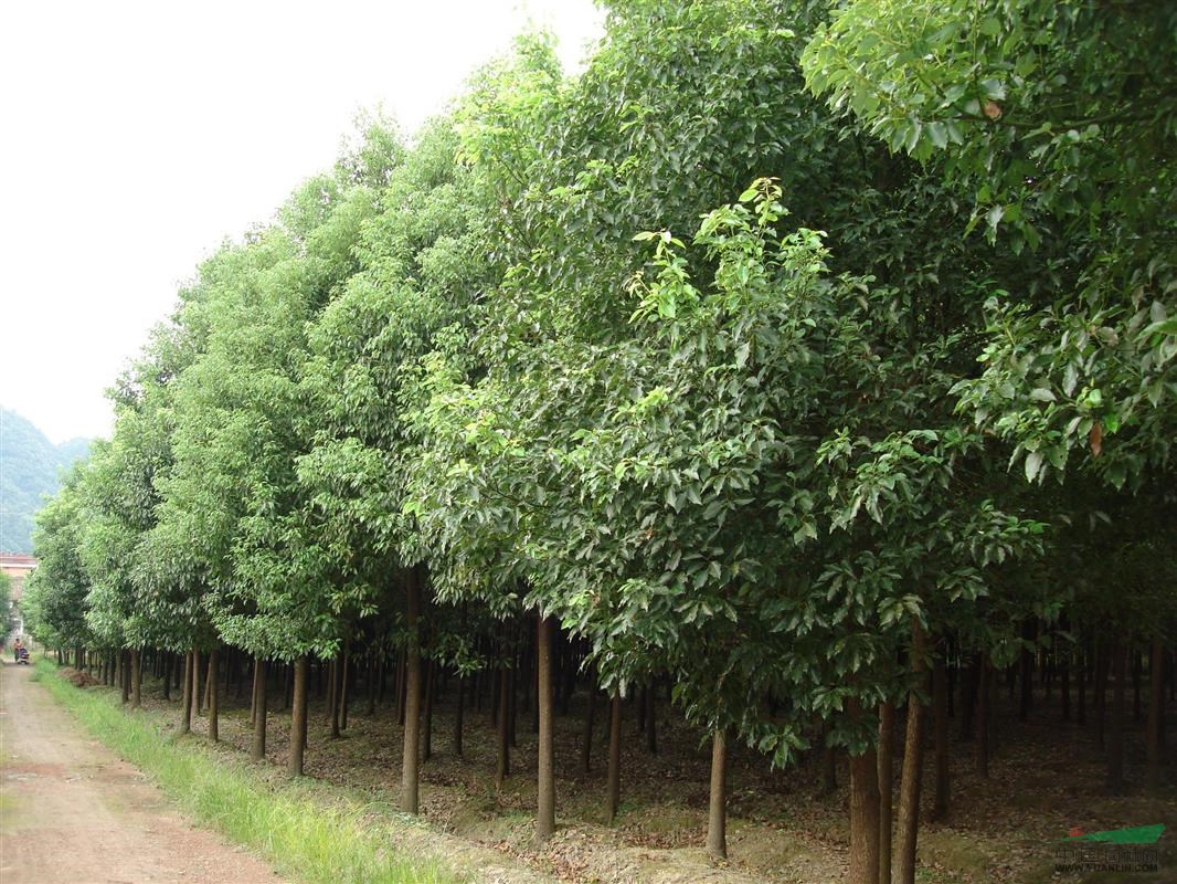 接桿的香樟樹價格報價參考 香樟苗木價格更新_接桿的香樟樹價格報價參考 香樟苗木價格更新圖片_南京小汪苗圃場_中國園林網