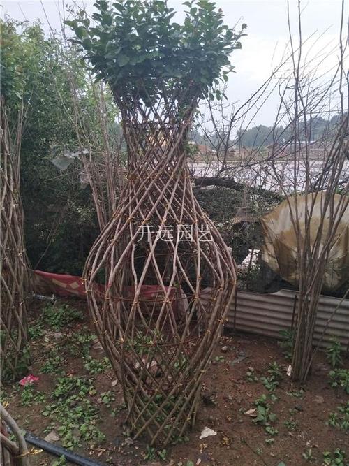 綠化工程苗木紫薇花瓶紫薇造型樹紫薇盆景