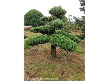 長沙市雨花區瑞達綠化苗木場產品展示