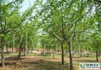 廠家低價直銷各種規格銀杏樹苗木[供應]_綠化苗木