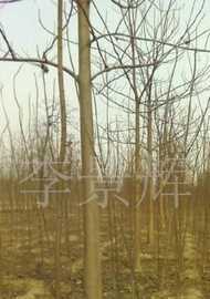 綠化苗木梧桐,法國梧桐_農副產品_世界工廠網中國產品信息庫