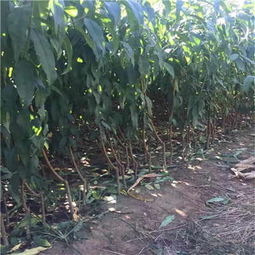 新聞 邯鄲桃樹苗供應 苗木廠家