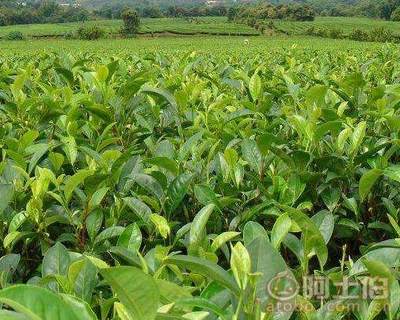 【四川福鼎大白茶苗價格#正宗福鼎大白茶苗】福鼎大白茶苗,價格,廠家,供應商,其他農業,雅安市名山區惠農苗木種植農民專業合作社 - 熱賣促銷