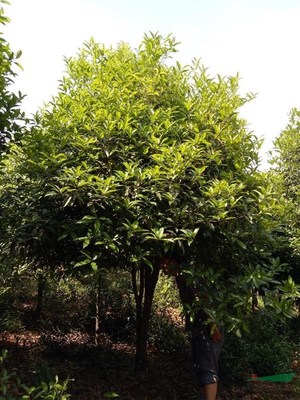 咸寧萬(wàn)桂桂花苗木種植專(zhuān)業(yè)合作社