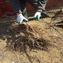 寧夏銀川晚熟葡萄苗基地直銷(xiāo) 新聞z