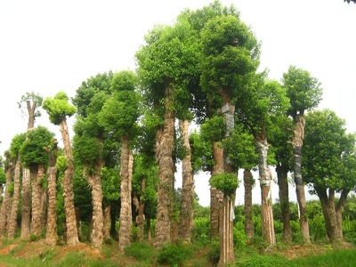 湖南花木香樟樹(shù)再生香樟移栽香樟骨架香樟全冠香樟等湖南苗木