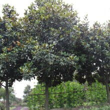 工程苗木價格 工程苗木公司 圖片 視頻