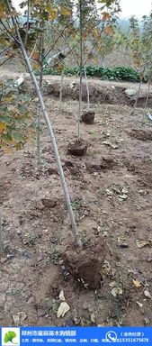 湖南美國紅楓價格 17cm美國紅楓價格 星辰苗木 推薦商家 高清圖片 高清大圖