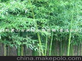 園林剛竹供應(yīng)商,價格,園林剛竹批發(fā)市場 