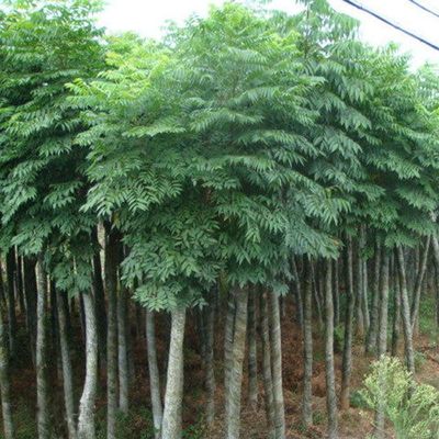 基地供應 工程綠化欒樹苗木 多種耐旱易成活欒樹 規格齊全