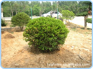 泰安市岱岳區(qū)光華苗木專業(yè)合作社