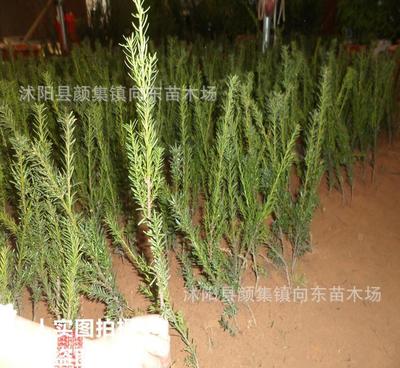 正宗曼地亞紅豆杉樹苗 耐寒紅豆杉小苗 量大優(yōu)惠 價格從優(yōu)