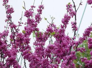 速生櫻花價格范圍 朝陽苗木基地供應(yīng)商 臨沂朝陽苗木基地