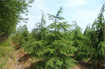 雪松樹苗價格行情,2019年最新雪松苗基地批發(fā)報價