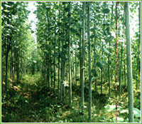 蜀快||河北省定州萬畝苗木基地總場|農業產品網店|特色農產品大超市|中國農業網