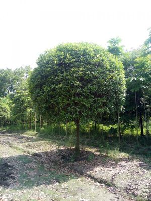 【直徑13公分高分枝桂花,精修剪蘑菇型桂花苗木,行道樹(shù)工程苗桂花圖片】直徑13公分高分枝桂花,精修剪蘑菇型桂花苗木,行道樹(shù)工程苗桂花圖片大全