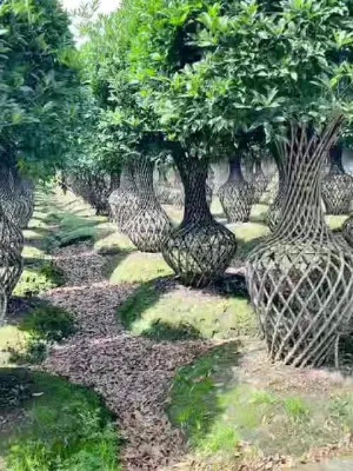 努力做好每一件小事就是一件了不起的大事 誠(chéng)信苗木人 大量供應(yīng)綠化苗木供應(yīng) 紫薇造型樹(shù) 金牌苗木人 精品苗木