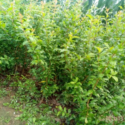 【高桿山楂苗畝產(chǎn)品種全的 山楂苗基地廠家供貨】泰安高新區(qū)旺運(yùn)苗木中心 - 產(chǎn)品庫(kù)