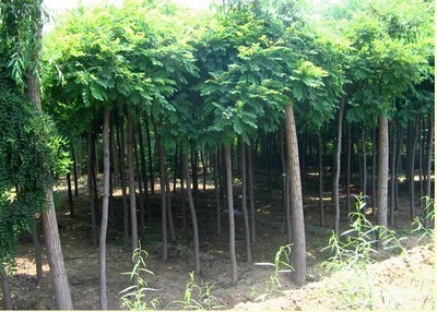 河北大喬木-江南毛槐 -河北鑫匯園林苗木基地 產(chǎn)品展示(河北大喬木、河北速生柳 、河北火炬樹 )-金泉網(wǎng)