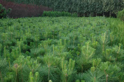 公司直供營(yíng)養(yǎng)缽油松苗 油松小苗 油松樹(shù)苗 油松苗木