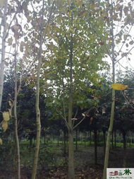 白玉蘭米徑15公分 標準分枝的苗木圖片