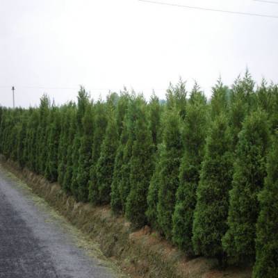 塔檜價格_塔檜圖片_塔檜產地_塔檜綠化苗木苗圃基地