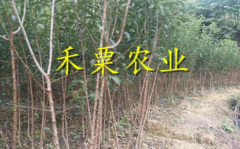 【云南曲靖特價李子苗供應商__優質李子樹苗種植技術。】- 