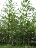 苗木批發-廣東低價苗木批發-長期供應/求購各種規格苗木批發[供應]_綠化苗木_世界工廠網中國產品信息庫