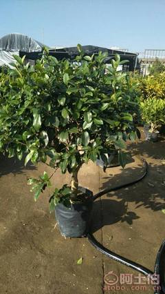 【球形含笑袋苗銷售、基地直銷、農(nóng)戶種植】綠化苗木,價(jià)格,廠家,供應(yīng)商,花木,龍海市東泗興輝園藝場 - 產(chǎn)品庫