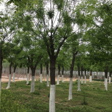 2020綠化苗木價(jià)格 報(bào)價(jià) 綠化苗木批發(fā) 第6頁 園林網(wǎng)