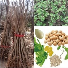 【庭院綠化苗木】最新最全庭院綠化苗木 產(chǎn)品參考信息