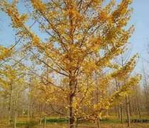 【徐州邳州苗木銷售(園林花卉)產(chǎn)品庫】_價(jià)格/圖片/廠家 - 江蘇園林花卉產(chǎn)品庫 - 阿土伯網(wǎng)手機(jī)版