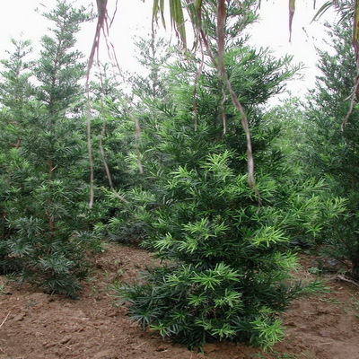 羅漢松 綠化喬木 瑞輝苗木 苗圃直銷