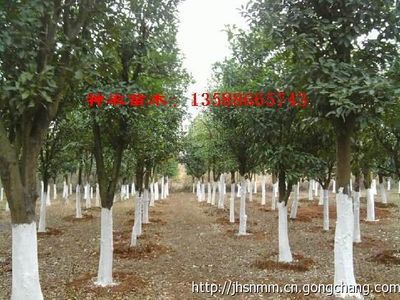 浙江神農(nóng)苗木供應(yīng)3-50公分移栽金華香泡價(jià)格_農(nóng)副產(chǎn)品_世界工廠網(wǎng)