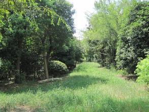 廠家直銷 山東苗木批發 定制批發 價格電議圖片_高清圖_細節圖-青島森豐源園林 -