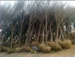 安徽阜陽供應1公分法桐小苗 價格