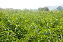 供應油桃苗木價格_供應油桃苗木廠家_世界工廠網產品信息庫