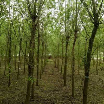 垂柳苗木_垂柳小苗價格