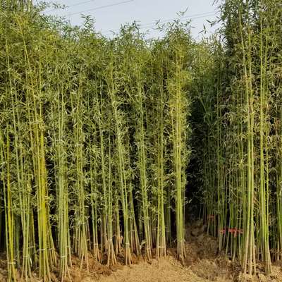 江蘇沭陽縣靚景園林苗木場