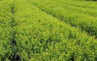 綠化苗木產品,苗木圖片信息 387