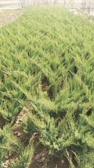 恭喜定州市盛大園林苗木基地入駐苗木通平臺 致力精品苗木