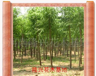 【打造價(jià)銷售花卉苗木一條龍服務(wù)(圖)大葉女貞】?jī)r(jià)格_廠家_圖片 -