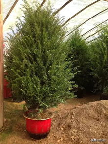 高端苗木 苗木中的 精品 ,市場(chǎng)未來(lái)的 主角