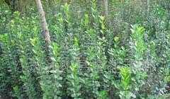 供應(yīng)綠化苗木:北海黃楊、大葉黃楊、小葉葉黃楊、衛(wèi)矛_農(nóng)副產(chǎn)品_世界工廠網(wǎng)中國(guó)產(chǎn)品信息庫(kù)