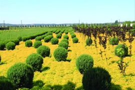 遼寧 發(fā)揮優(yōu)勢(shì) 打造 中國(guó)彩色苗木產(chǎn)業(yè)旗艦