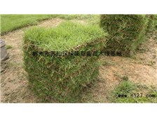 第4頁(yè) 產(chǎn)品展示 郴州市蘇仙區(qū)綠溪草皮苗木綠基地