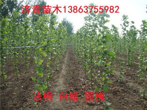 高度1米2米3米法桐小苗的價(jià)格